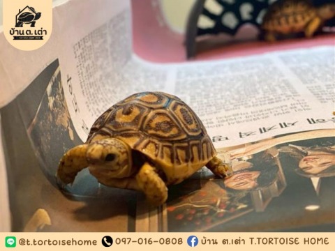 ฝากเลี้ยงเต่า